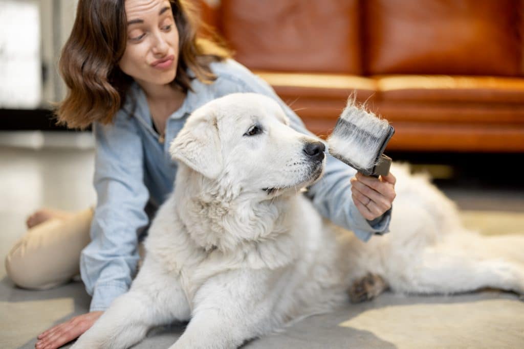 Best Supplements for Dog Shedding | Dog Advisor HQ | https://dogadvisorhq.com