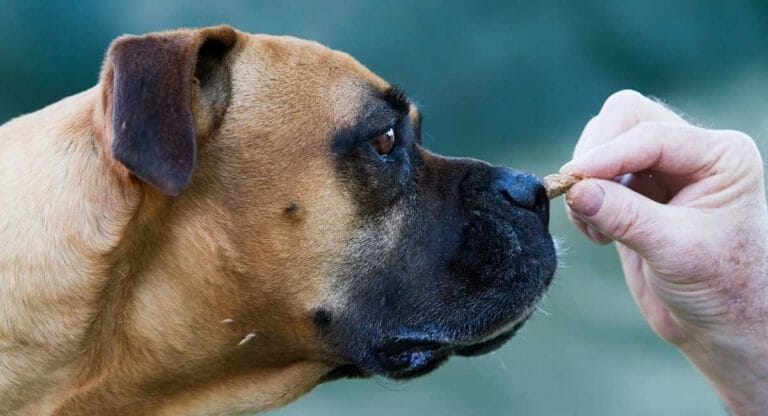 How Long Do Pit Bulls Live? Your Guide to Pit Bull Lifespan and Care