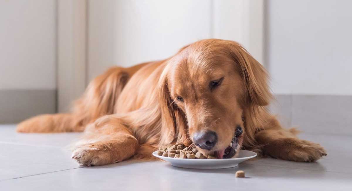 The Best Supplements for Dog Shedding [2021 Review]