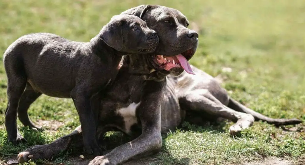 What Dog has the Strongest Bite Force? [Top 11 Biters Revealed] • Dog