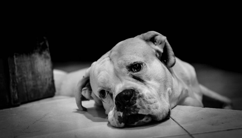 How do puppies get worms | sad dog | dog advisor hq | https://dogadvisorhq.com