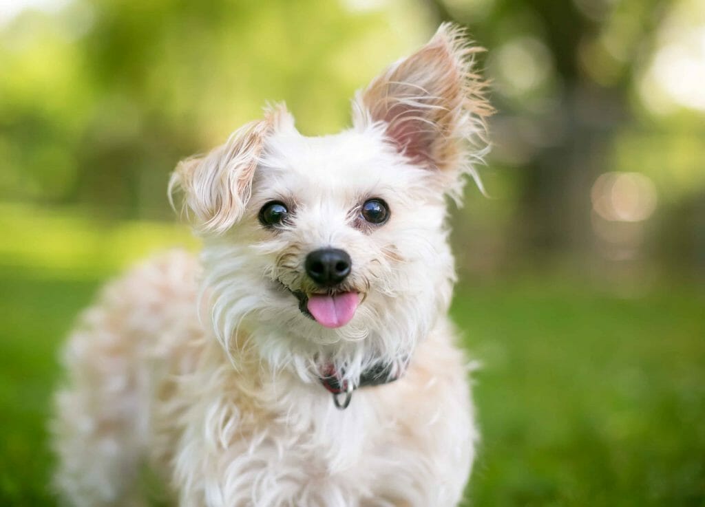 Happy YorkiPoo smiling ears flapping | How to Take Care of a Yorkipoo | Dog Advisor HQ | https://dogadvisorhq.com