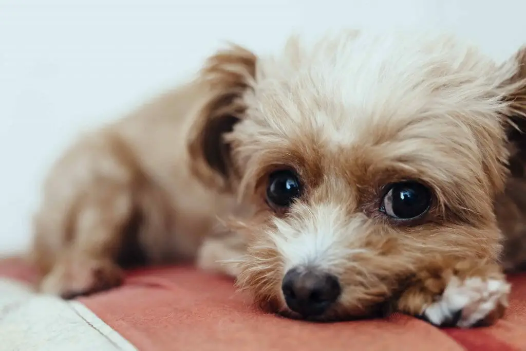Cute YorkiPoo lying on bed cute eyes | How to Take Care of a Yorkipoo | Dog Advisor HQ | https://dogadvisorhq.com