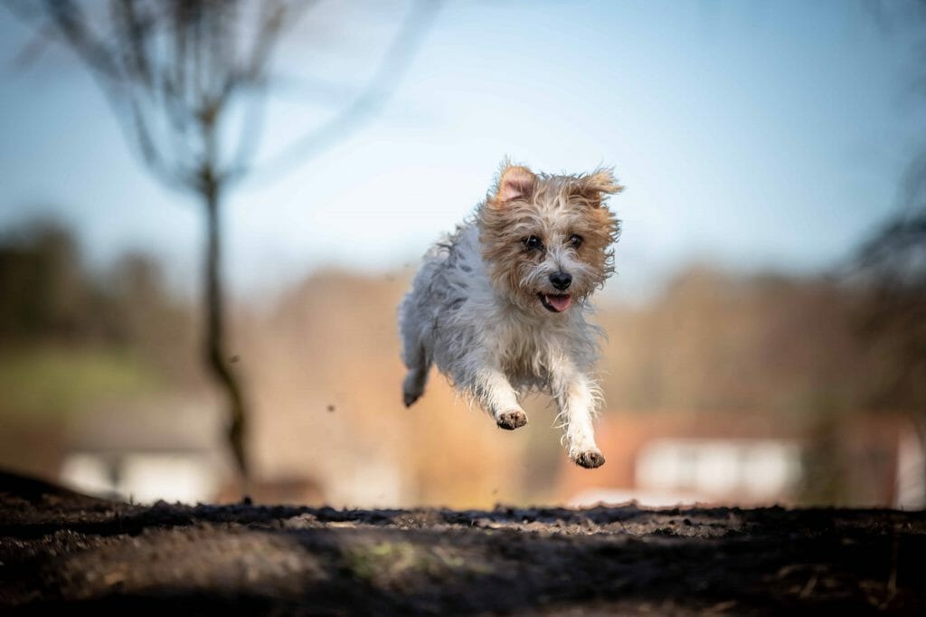 Happy YorkiPoo Jumping flying through the air | How to Take Care of a Yorkipoo | Dog Advisor HQ | https://dogadvisorhq.com