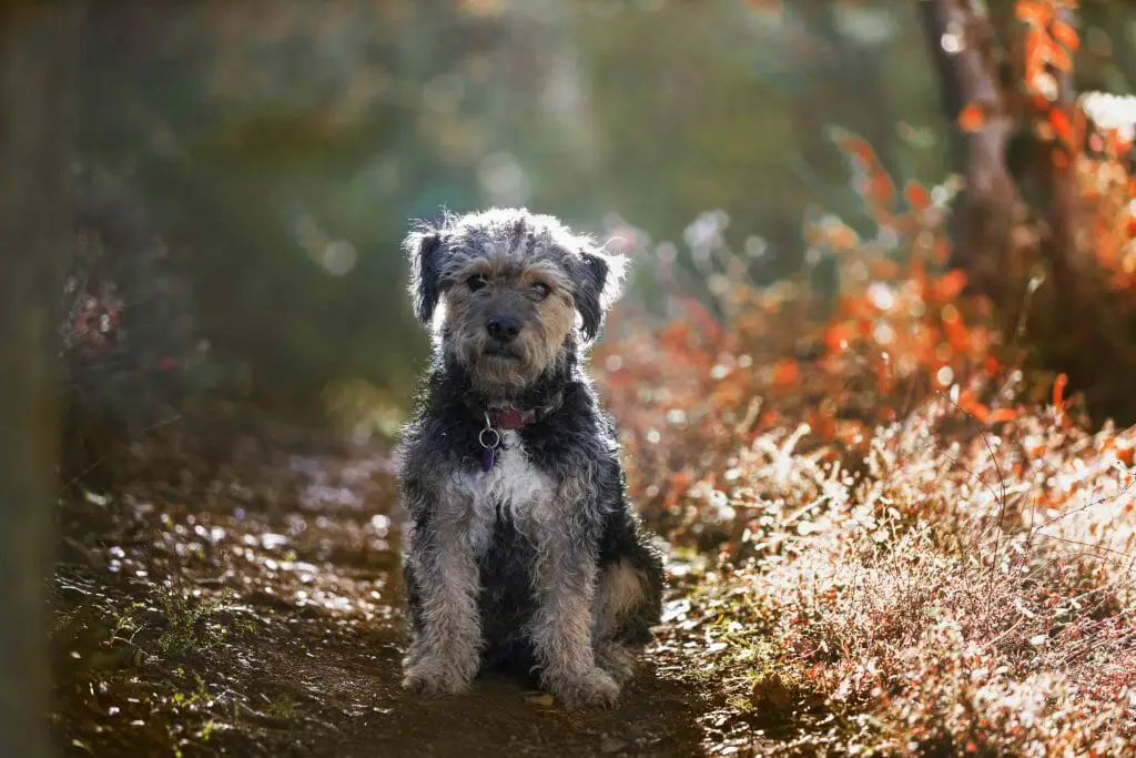 Dog sitting hiking path | Yorkipoo Vs Toy Poodle: The Differences Explained | Dog Advisor HQ | https://dogadvisorhq.com