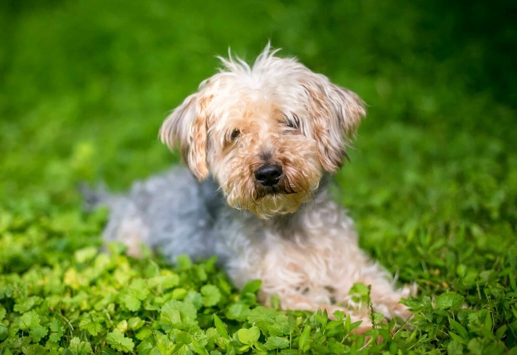 Dog Sunning | Yorkipoo Vs Toy Poodle: The Differences Explained | Dog Advisor HQ | https://dogadvisorhq.com