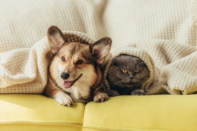 Do Corgis Get Along with Cats | Dog Advisor HQ | Do Corgis and cats get along | https://dogadvisorhq.com