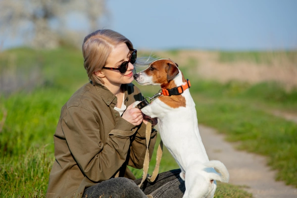 How to Tell If a Jack Russell Terrier Is a Purebred | Lady with jack russell terrier dog | dog advisor hq | https://dogadvisorhq.com