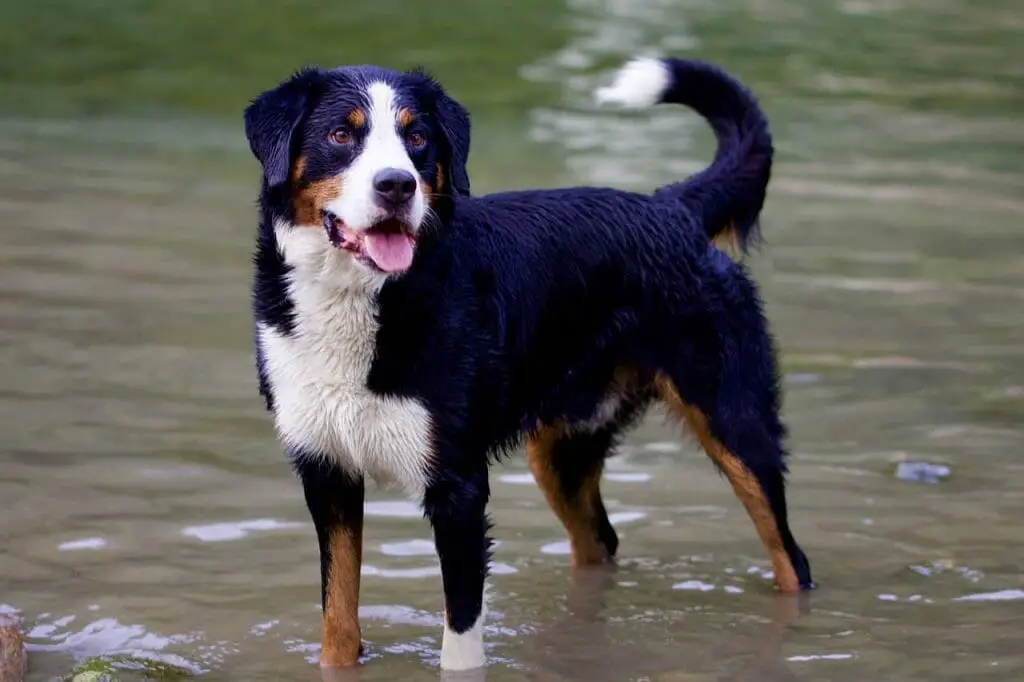 How to Groom a Bernese Mountain Dog | Dog Advisor HQ | BMD in water