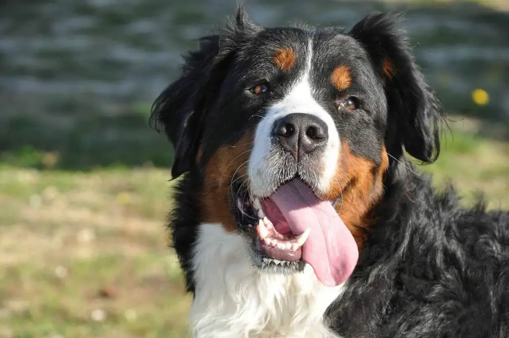 How to Groom a Bernese Mountain Dog | Dog Advisor HQ | BMD tongue wagging