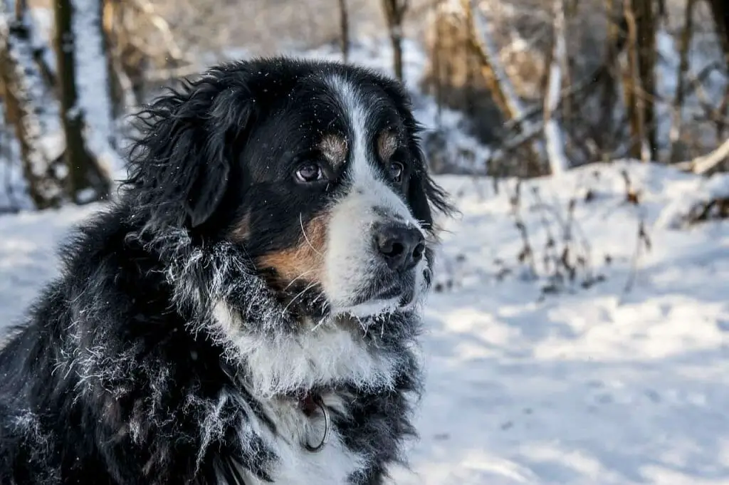 bernese mountain dog 1960169 1280 1