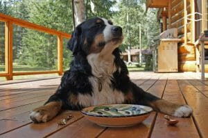 How to Groom a Bernese Mountain Dog | Dog Advisor HQ | dog ready to eat