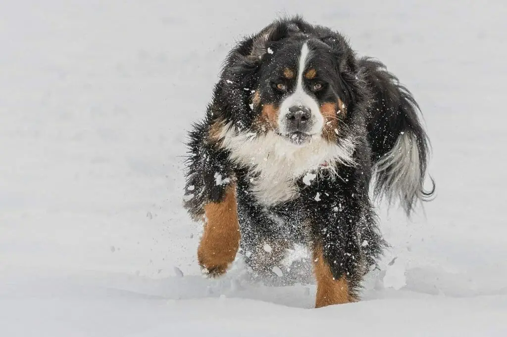 bernese mountain dog 3202019 1280 1