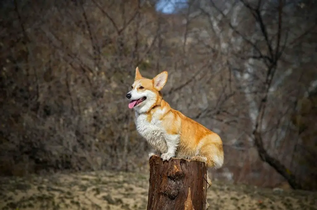 Can Welsh Corgis Swim | corgi on a stump happy | dog advisor hq | https://dogadvisorhq.com
