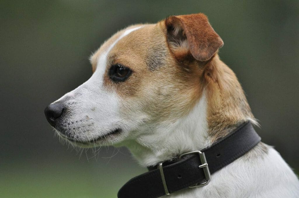 How to Tell If a Jack Russell Terrier Is a Purebred | Jack russell terrier with collar | dog advisor hq