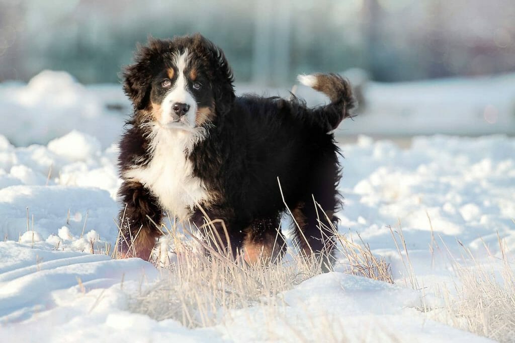 How to Groom a Bernese Mountain Dog | Dog Advisor HQ | BMD in snow