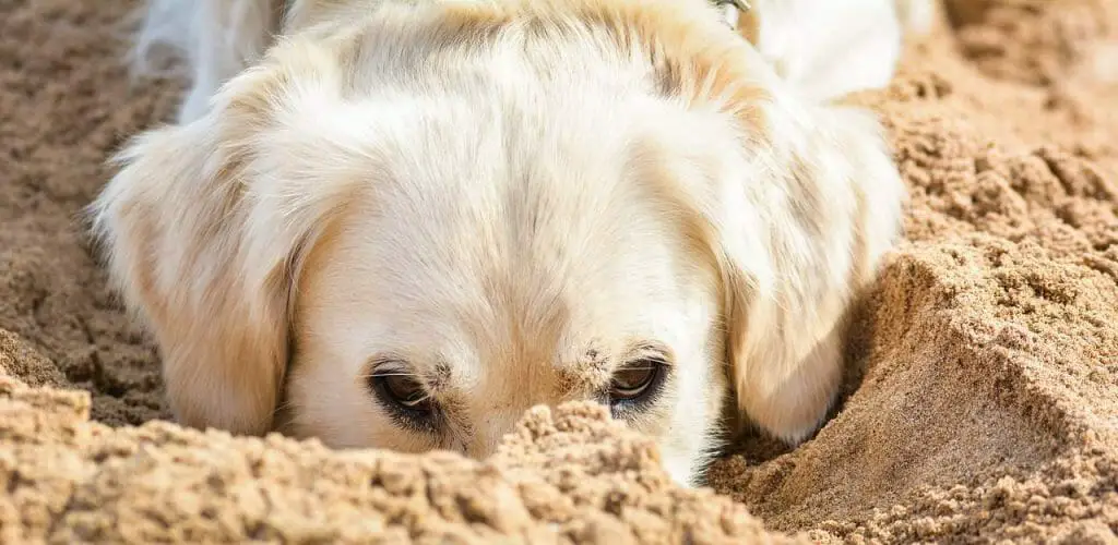 How to train your dog | Dog Advisor HQ | DogAdvisorHQ.com | Puppy in the Sand on the Beach