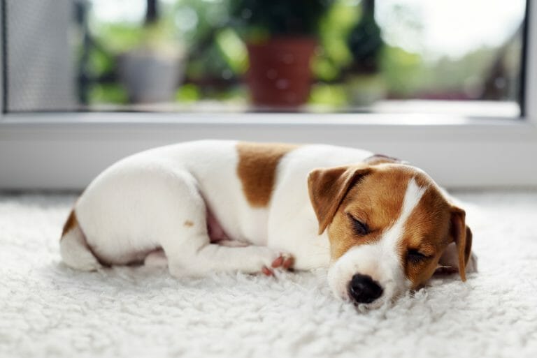 How Many Hours Does a Puppy Sleep? [Best 2023 Ultimate Puppy Nap Guide]