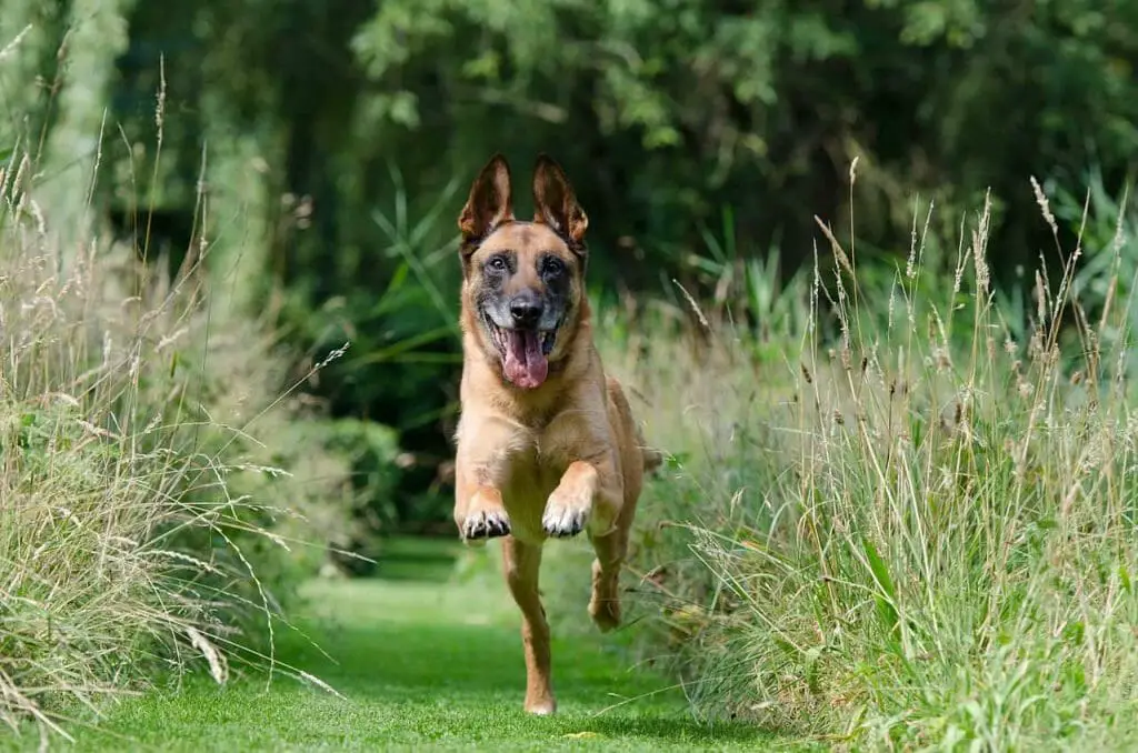 How to train your dog | Dog Advisor HQ | DogAdvisorHQ.com | Running Happy Dog