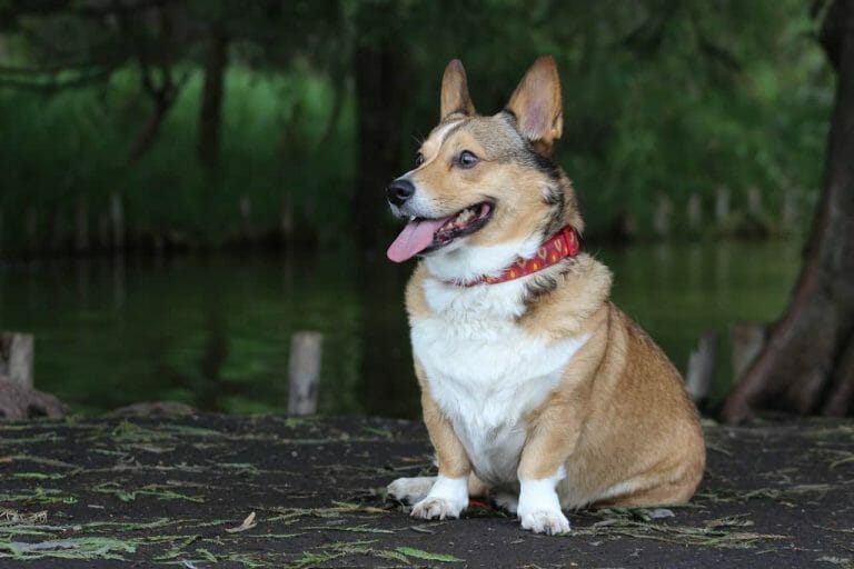 Do Welsh Corgis Make Good Pets? Everything You Need To Know