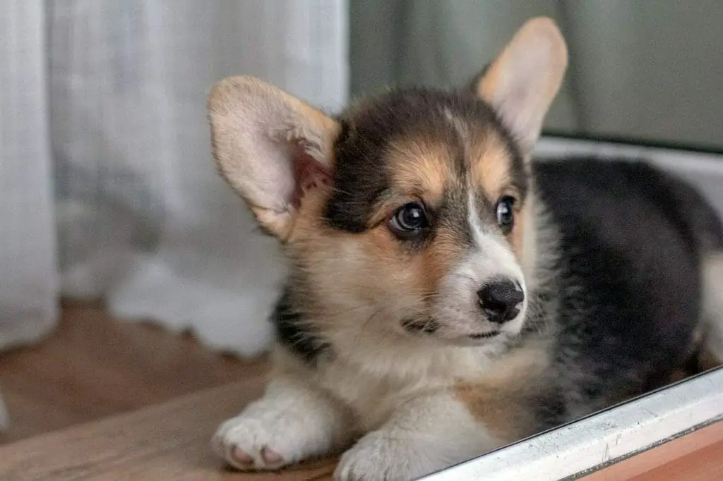 do-welsh-corgis-make-good-pets-everything-you-need-to-know-dog