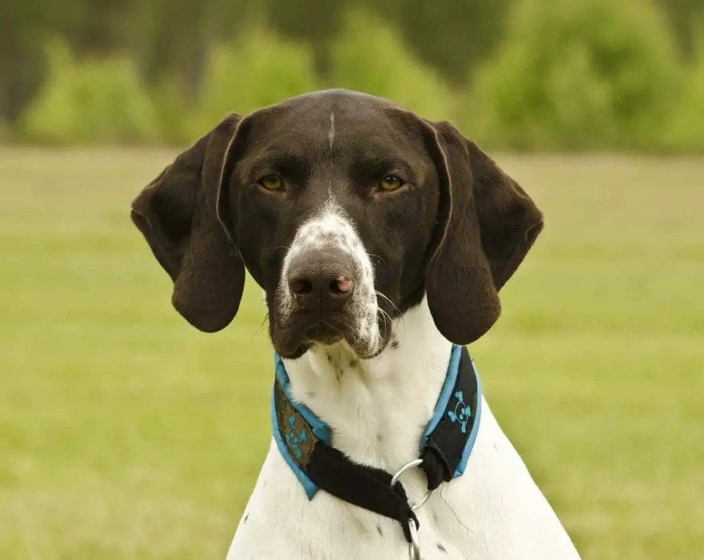 short haired german shorthaired pointer 2120184 1280