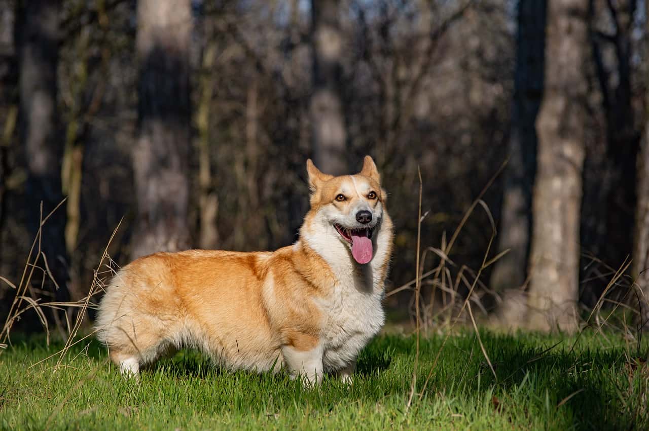 Ultimate Guide To Welsh Corgi Care • Dog Advisor HQ 2024