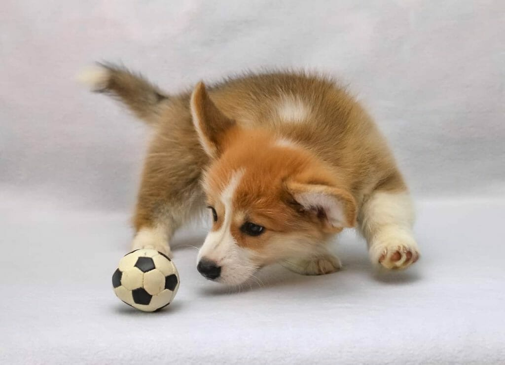 welsh corgi pembroke 4264957 1280