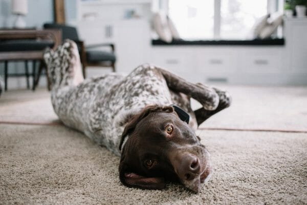 Seizures in Dogs. Dog Advisor HQ dogadvisorhq.com dog lying on carpet