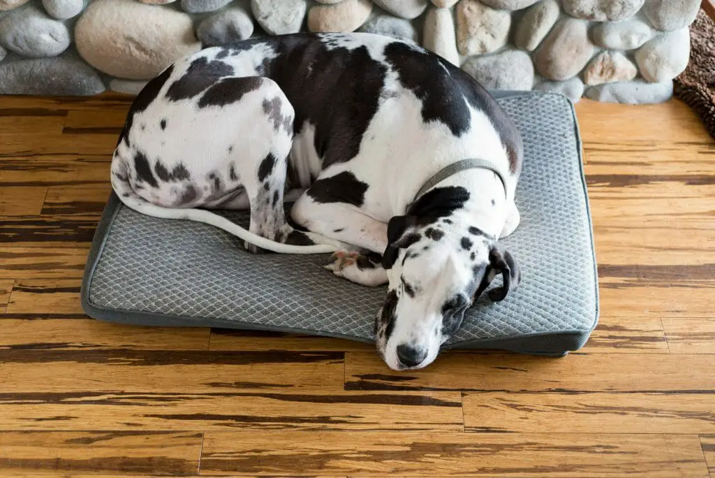 Dogs Spin around before lying down | Dog Advisvor HQ | dogadvisorhq.com | sleeping dog