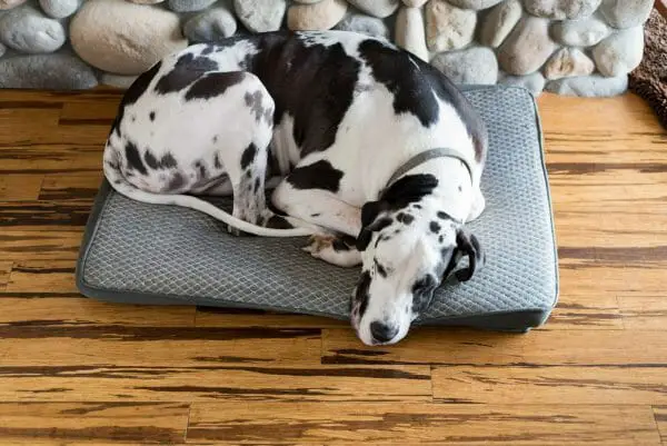 Dogs Spin around before lying down | Dog Advisvor HQ | dogadvisorhq.com | dog lying on dog bed