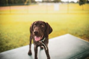 German Shorthaired Pointer GSP Happy Are German Shorthaired Pointers Good Family Dogs?