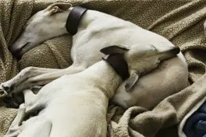 Dogs Spin around before lying down | Dog Advisvor HQ | dogadvisorhq.com | pair of cozy dog siblings