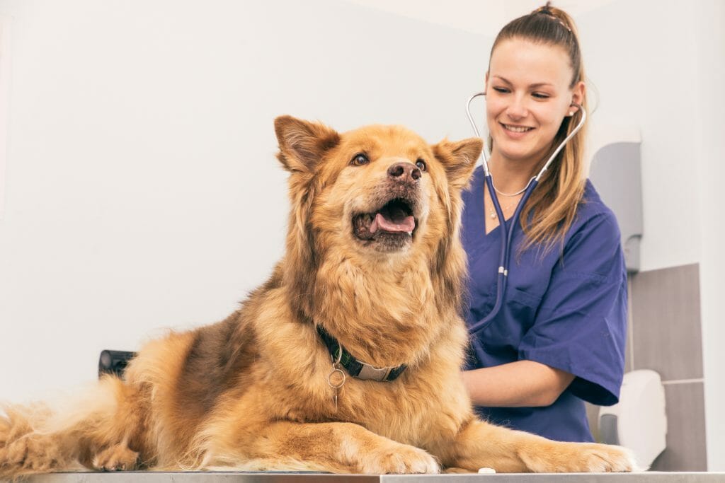 Seizures in Dogs. Dog Advisor HQ dogadvisorhq.com happy dog vet