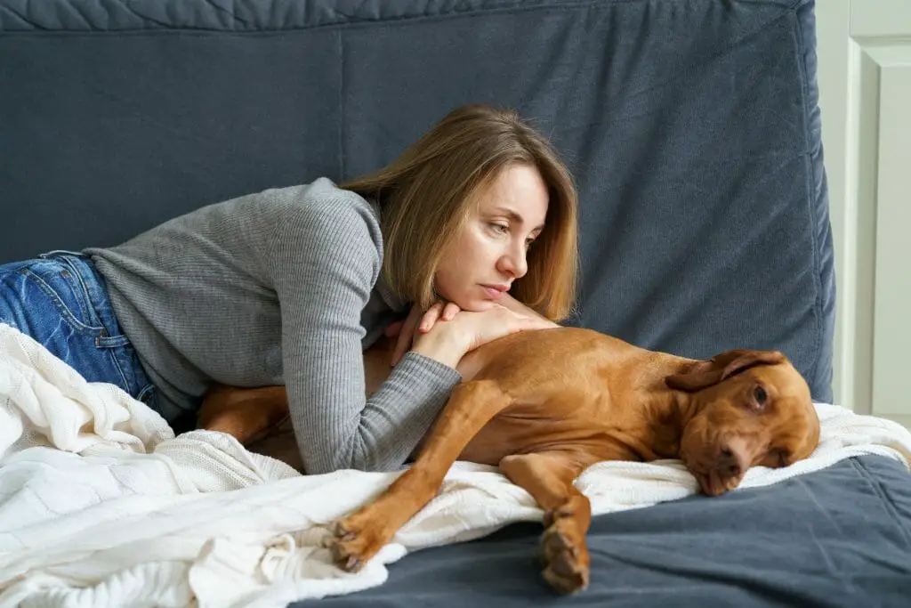 Seizures in Dogs. Diagnosis Treatment Prevention Dog Advisor HQ dogadvisorhq.com