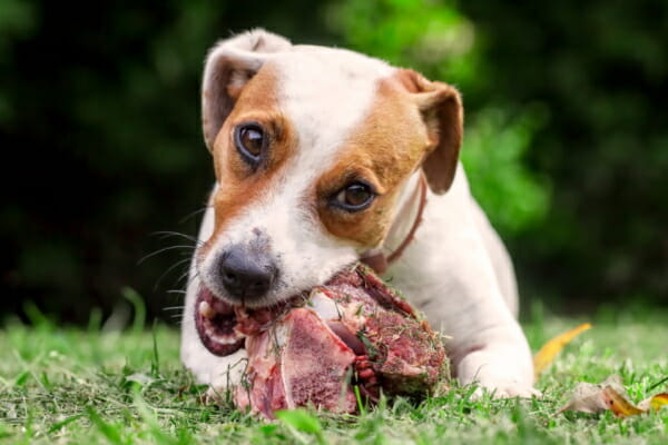 Should Dogs Eat Raw Meat