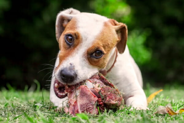 Are dogs supposed clearance to eat raw meat