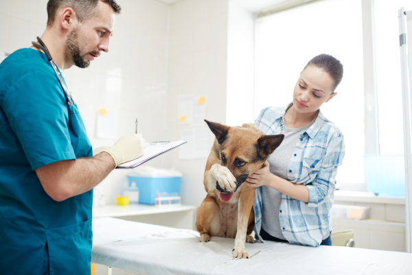Sneezing in Dogs Should I be worried how to treat dog advisor hq cute pup dog at the vet