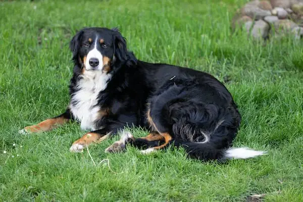 Are Bernese Mountain Dogs High Energy? https://dogadvisorhq.com Dog Advisor HQ