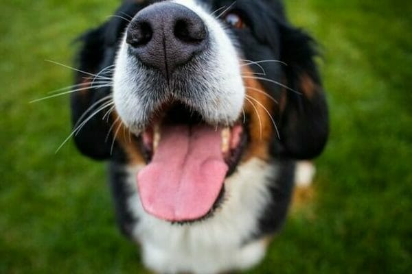 Are Bernese Mountain Dogs High Energy?