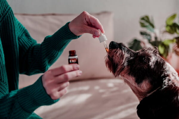 CBD Oil for Dogs:  Is Cannabidiol Oil Good and Beneficial for Dogs?