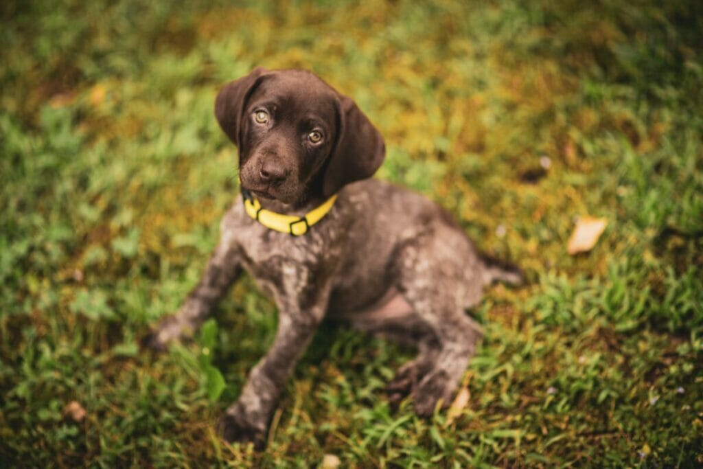 Can German Shorthaired Pointers Live in Apartments? Germain Shorthaired Pointer Cute Puppy | Dog Advisor HQ