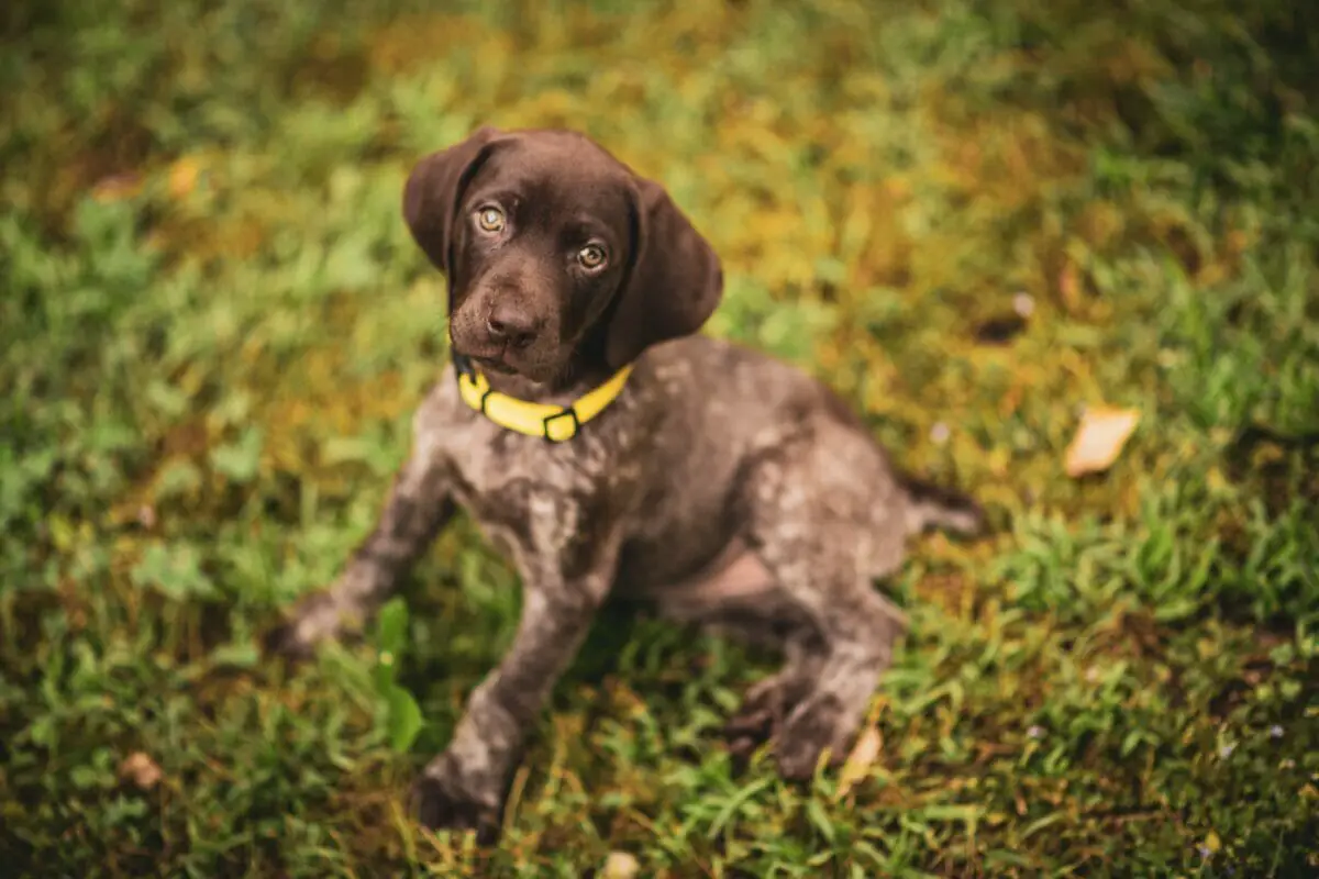 Can German Shorthaired Pointers Live In Apartments? • Dog Advisor HQ 2024