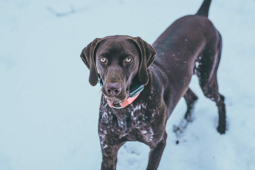 can german shorthaired pointers be left alone