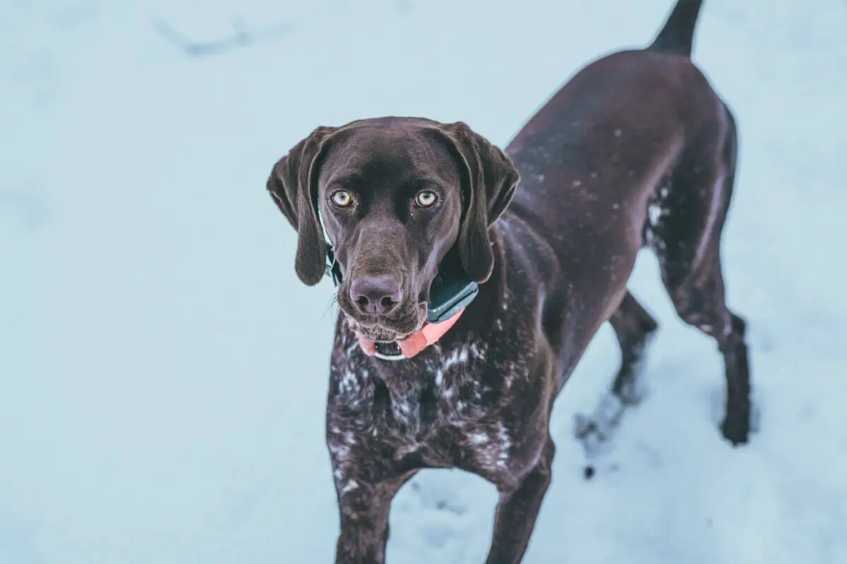 Can German Shorthaired Pointers Live In Apartments? • Dog Advisor HQ 2026