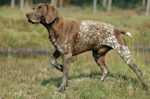 German Shorthaired Pointer pointing or alerting | Dog Advisor HQ | Can German Shorthaired Pointers Live in Apartments?