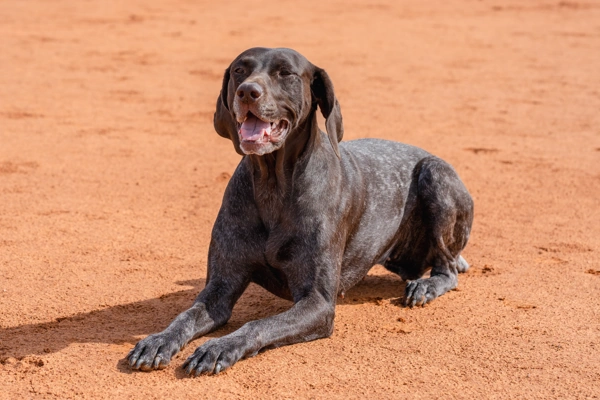German Shorthaired Pointer lying on the dirt | GSP | Dog Advisor HQ