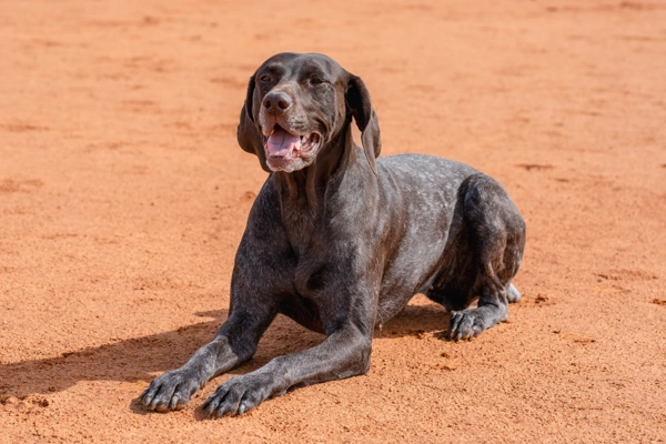 German Shorthaired Pointer Dog