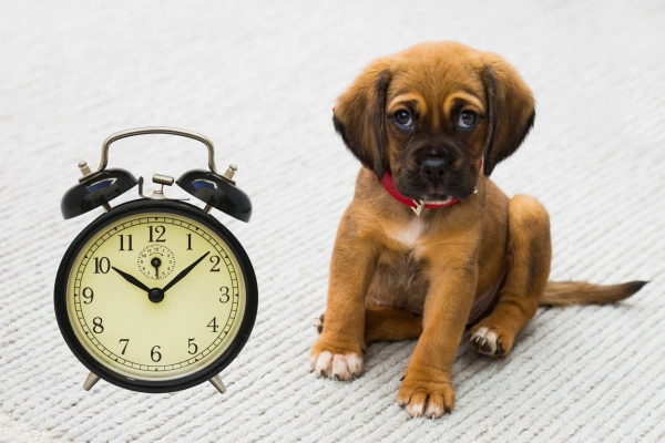 How Long Can A Puppy Be Left Alone | Dog Advisor HQ | cute puppy by a clock