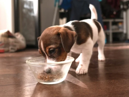 How Often Does A Puppy Need To Eat? | Dog Advisor HQ | https://dogadvisorhq.com | cute beagle pup eating